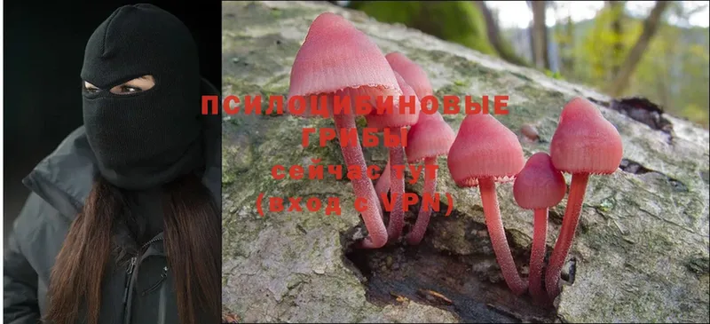 Галлюциногенные грибы Psilocybe  Димитровград 